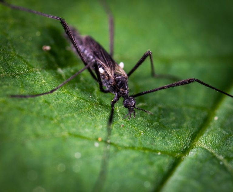 Jak zwalczać komary i kleszcze w ogrodzie?