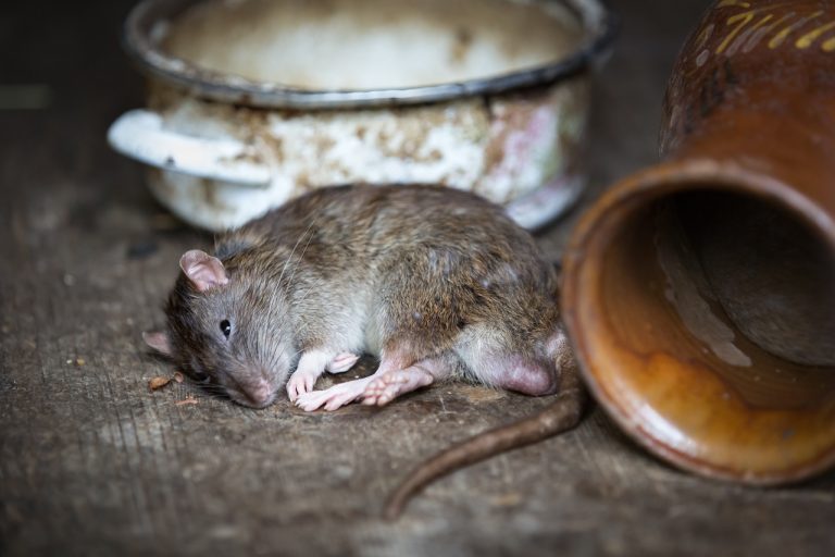 Zwalczanie szczurów - jak sobie z nimi poradzić
