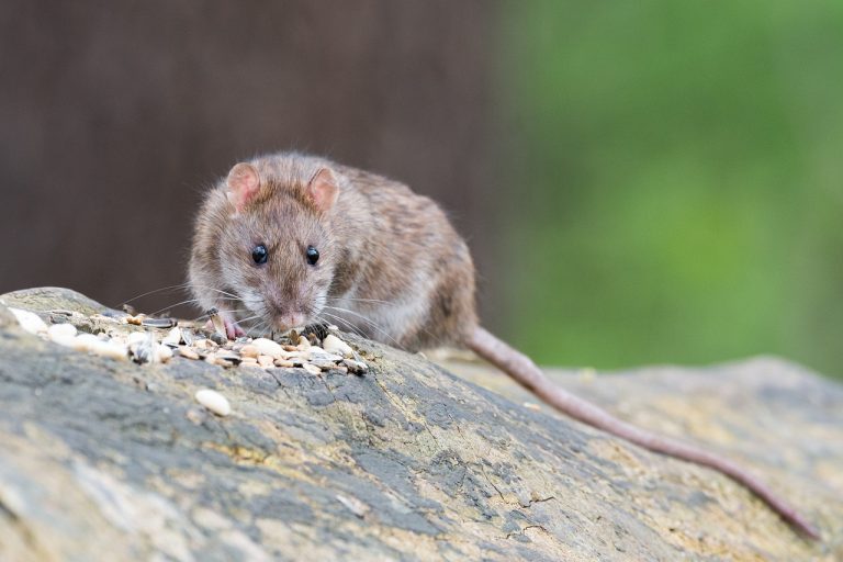 Zwalczanie szczurów – jak sobie z nimi poradzić
