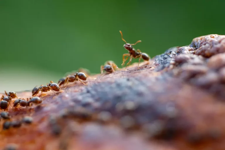 Bez kompromisów - zwalczanie mrówek w domu i ogrodzie