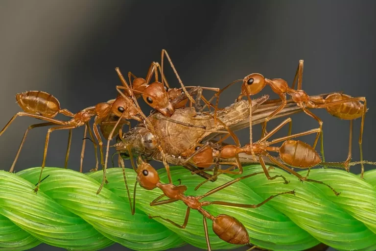 Bez kompromisów – zwalczanie mrówek w domu i ogrodzie
